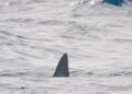 Aumentan los avistamientos de tiburones en Quintana Roo