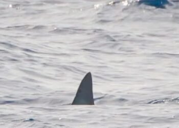 Aumentan los avistamientos de tiburones en Quintana Roo