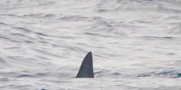Aumentan los avistamientos de tiburones en Quintana Roo