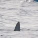 Aumentan los avistamientos de tiburones en Quintana Roo