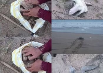 SAQUEAN NIDO DE TORTUGA