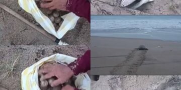 SAQUEAN NIDO DE TORTUGA