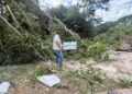 Clausuran tala irregular de árboles en Bacalar