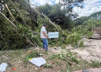 Clausuran tala irregular de árboles en Bacalar