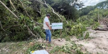 Clausuran tala irregular de árboles en Bacalar