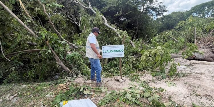 Clausuran tala irregular de árboles en Bacalar