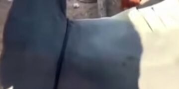 Captura tiburón martillo