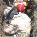 Controlan fuga de gas en Ecatepec tras excavación y maniobras de emergencia