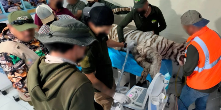 Murió el tigre de Bengala ‘Kenzo’, herido en operativo de rescate en el Edomex