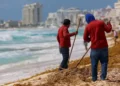 ¿De dónde viene el sargazo en Cancún?