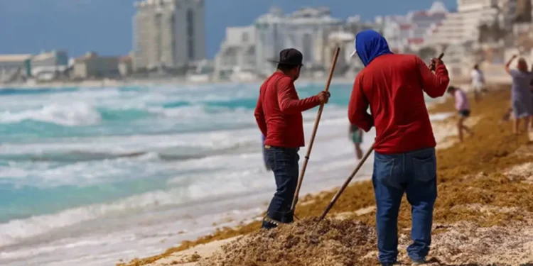 ¿De dónde viene el sargazo en Cancún?