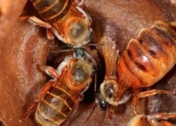 Buscan expandir programa de preservación de la abeja melipona a Quintana Roo