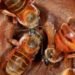 Buscan expandir programa de preservación de la abeja melipona a Quintana Roo