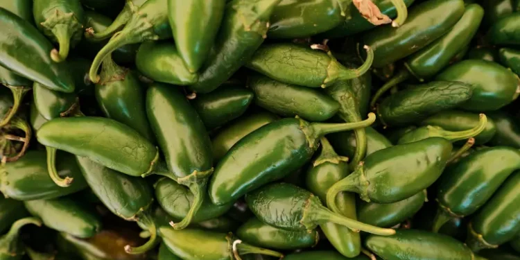 Cofepris responde a EU: Jalapeños mexicanos no están contaminados de salmonella