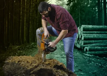 México registra una deforestación bruta de 178,000 hectáreas
