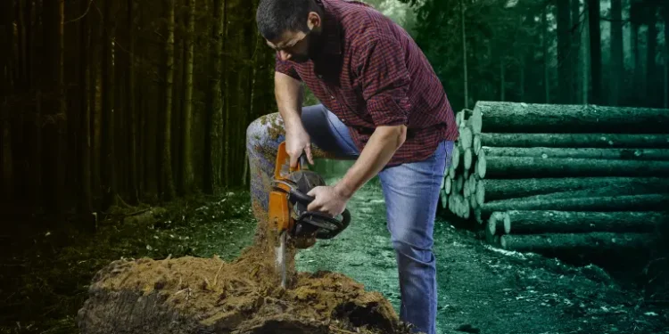 México registra una deforestación bruta de 178,000 hectáreas