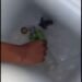 Piden castigo contra jóvenes que torturaron a tortugas recién nacidas en Playa Del Carmen