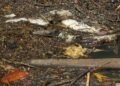 Muerte en el río Belice