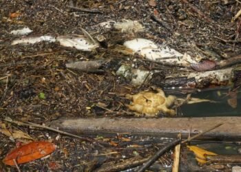Muerte en el río Belice