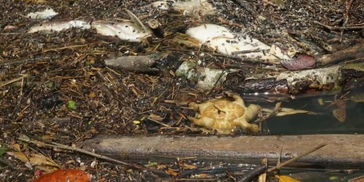 Muerte en el río Belice