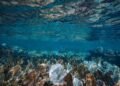 Ambientalistas exploran arrecife de Punta Venado