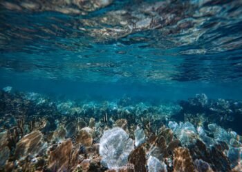 Ambientalistas exploran arrecife de Punta Venado