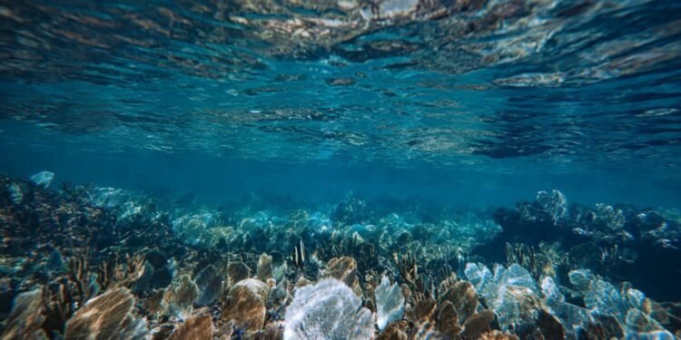 Ambientalistas exploran arrecife de Punta Venado