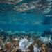 Ambientalistas exploran arrecife de Punta Venado