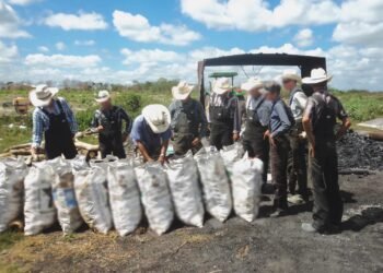 Menonitas producían carbón con madera de especie amenazada en Campeche