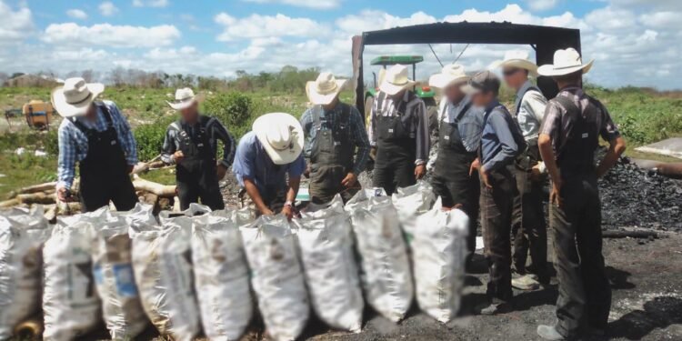 Menonitas producían carbón con madera de especie amenazada en Campeche