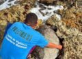 Muerte de tortuga marina en Mahahual
