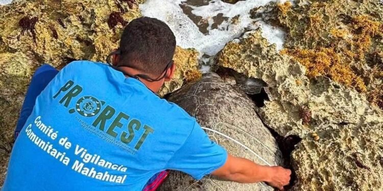 Muerte de tortuga marina en Mahahual