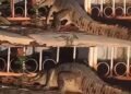 Cocodrilo invadiendo casa en Cancún