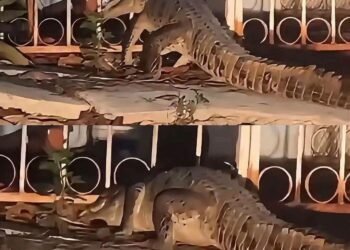 Cocodrilo invadiendo casa en Cancún