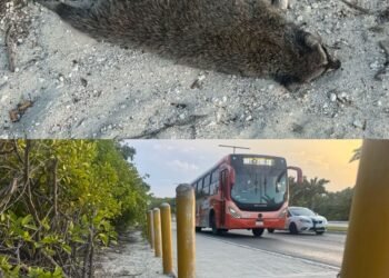 Efectos de la urbanización en Cancún