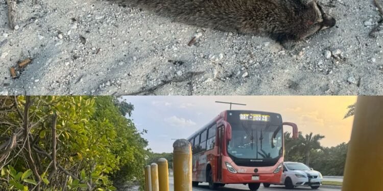Efectos de la urbanización en Cancún