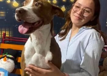 Pleito por un perro