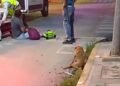 Perrito atropellado en Campeche y nadie le hizo caso