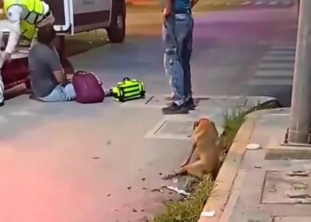 Perrito atropellado en Campeche y nadie le hizo caso