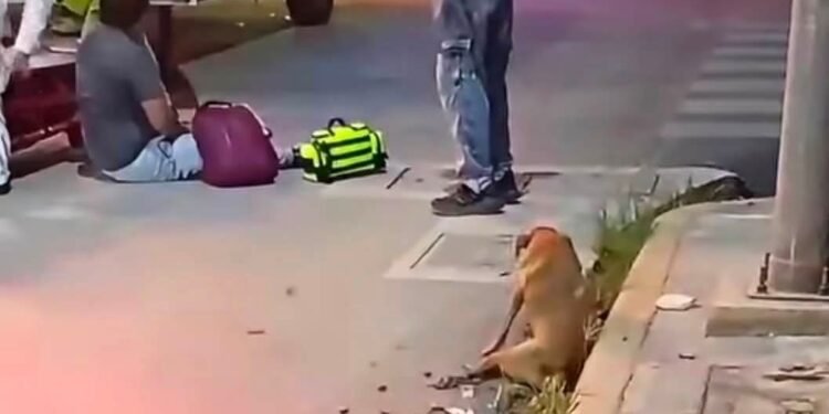 Perrito atropellado en Campeche y nadie le hizo caso
