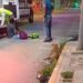 Perrito atropellado en Campeche y nadie le hizo caso