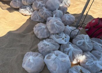 MARINA Y PROFEPA RECUPERAN APROXIMADAMENTE 10 MIL HUEVOS DE TORTUGA GOLFINA
