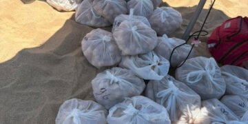 MARINA Y PROFEPA RECUPERAN APROXIMADAMENTE 10 MIL HUEVOS DE TORTUGA GOLFINA