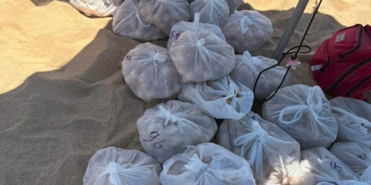 MARINA Y PROFEPA RECUPERAN APROXIMADAMENTE 10 MIL HUEVOS DE TORTUGA GOLFINA
