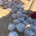 MARINA Y PROFEPA RECUPERAN APROXIMADAMENTE 10 MIL HUEVOS DE TORTUGA GOLFINA