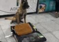 MAX IV, BINOMIO CANINO DEL AICM