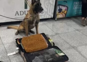 MAX IV, BINOMIO CANINO DEL AICM