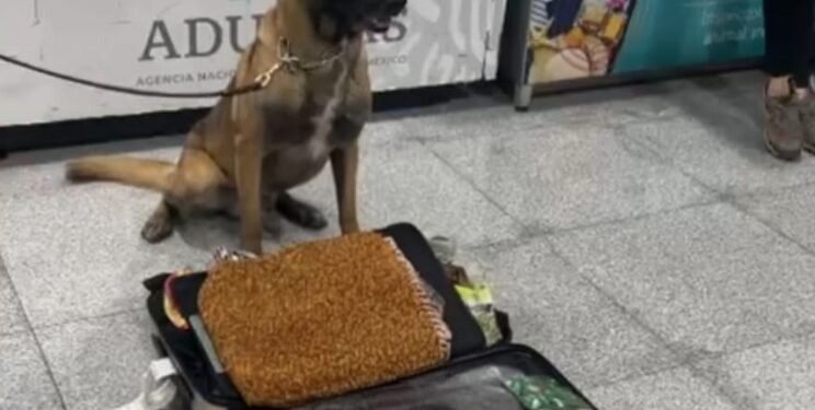 MAX IV, BINOMIO CANINO DEL AICM