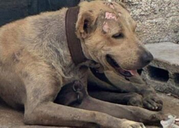 Denuncian incremento de maltrato y abandono de gatos en la Supermanzana 64 de Cancún