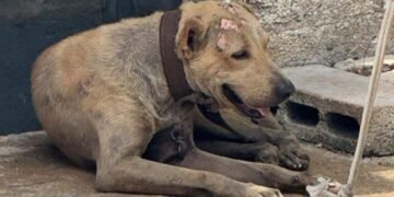 Denuncian incremento de maltrato y abandono de gatos en la Supermanzana 64 de Cancún
